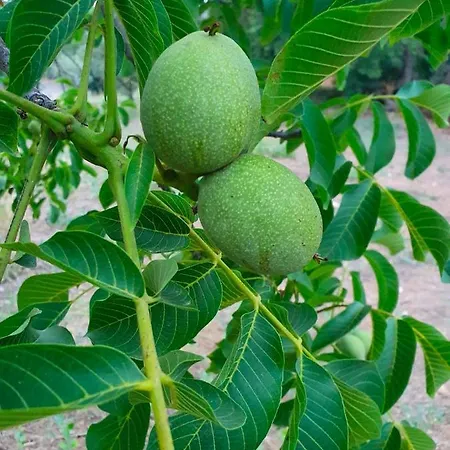Odori Di Zagara *