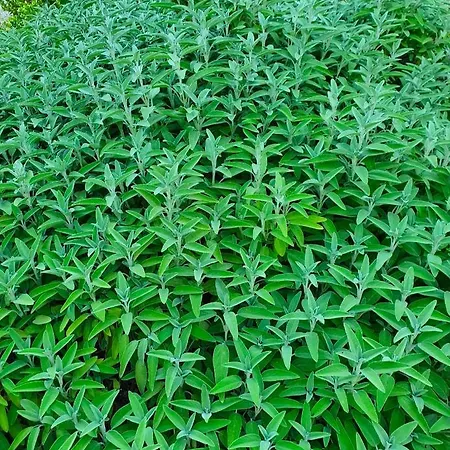 Odori Di Zagara * Caltanissetta