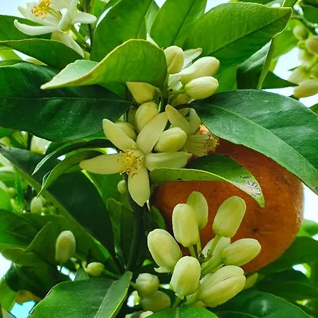 Odori Di Zagara * Caltanissetta