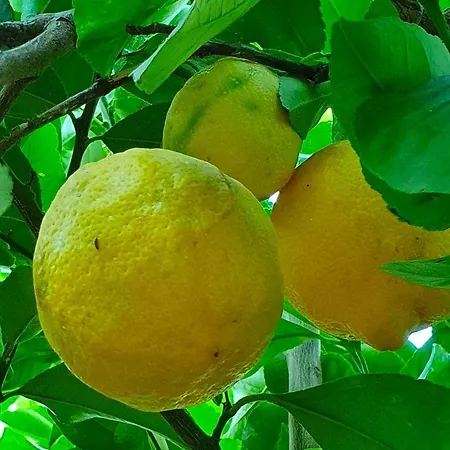 Odori Di Zagara Caltanissetta