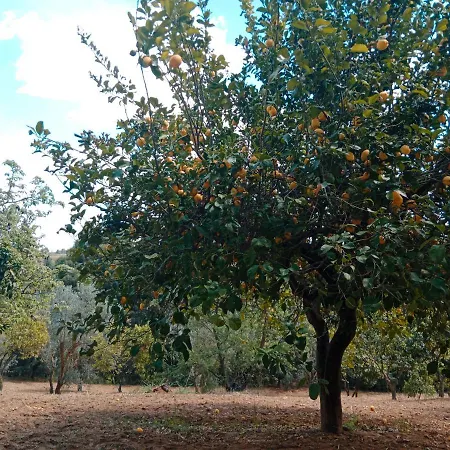 Villa Odori Di Zagara