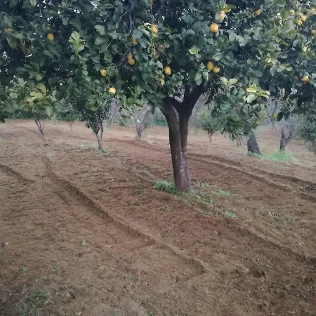 Odori Di Zagara