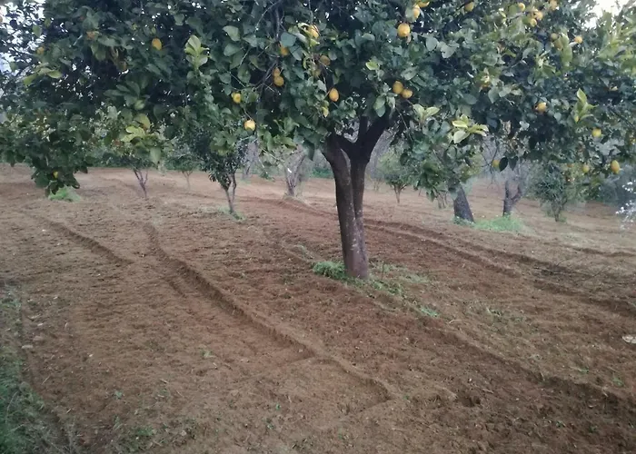 Odori Di Zagara