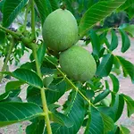 Odori Di Zagara *