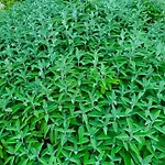 Odori Di Zagara * Caltanissetta