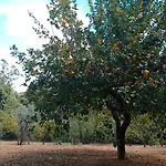Willa Odori Di Zagara