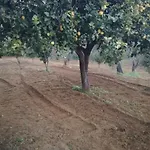 Odori Di Zagara